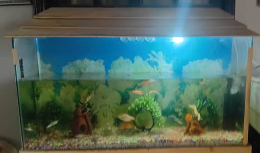 Fish aqurium large