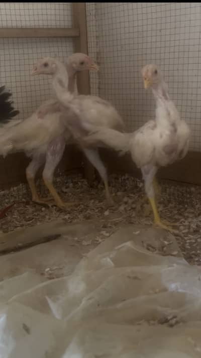 03 Heera 1 Sindhi Chicks