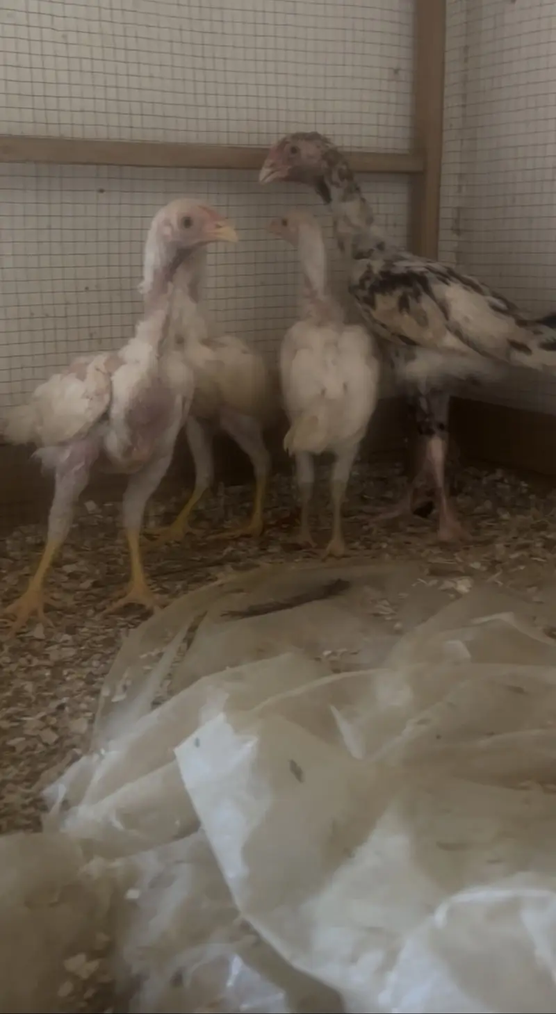 03 Heera 1 Sindhi Chicks — photo 2