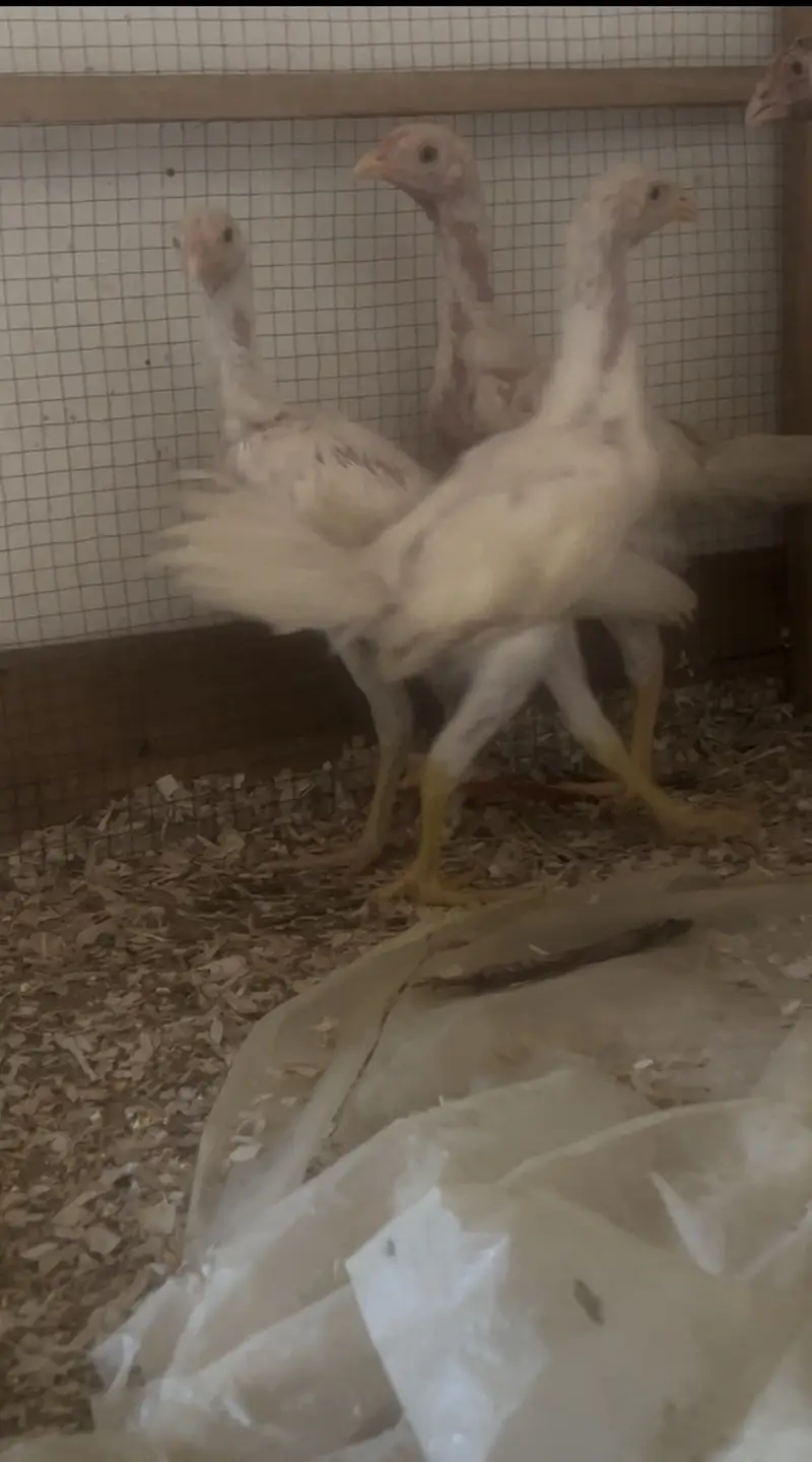 03 Heera 1 Sindhi Chicks — photo 3