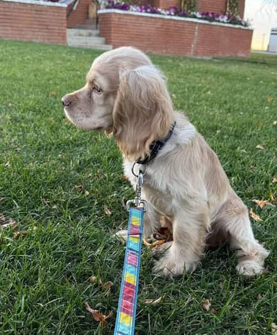 American COCKER SPANIEL MALE