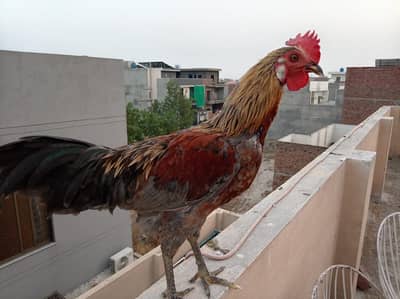 Rooster and Hens for Sale