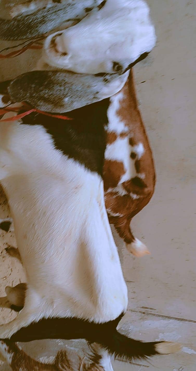 ando Bakra 6 months 0