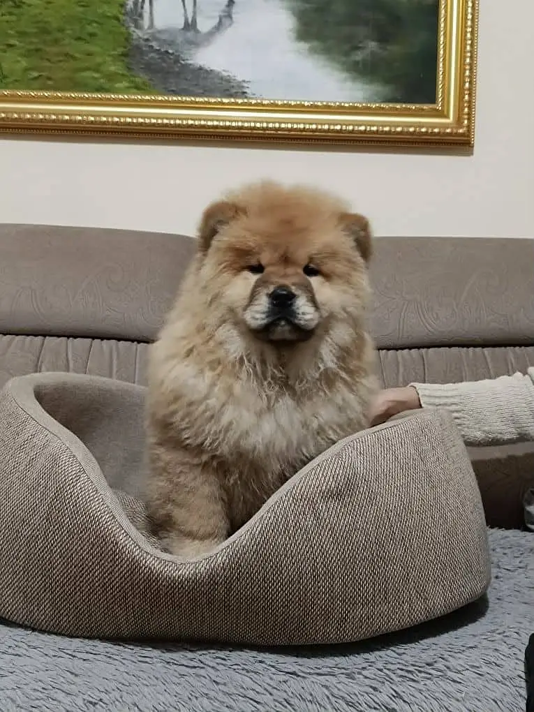Chow Chow Puppies | Imported Chow Chow Pupps Available For Sale — photo 3