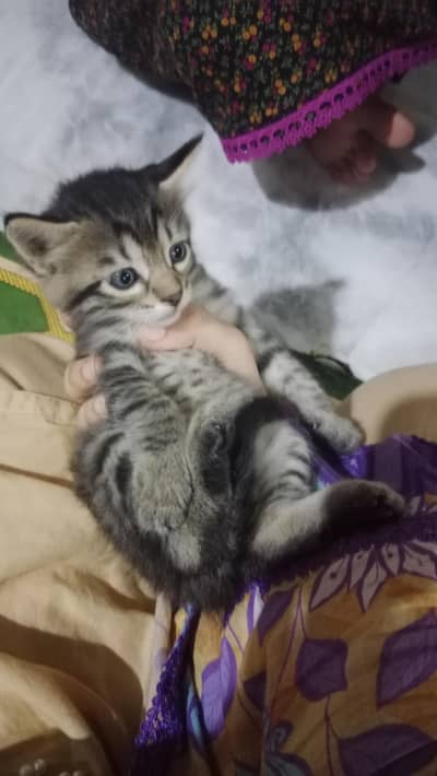 cute little Persian kitten in black and grey color
