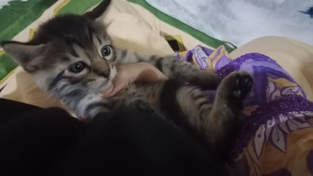 cute little Persian kitten in black and grey color — photo 2