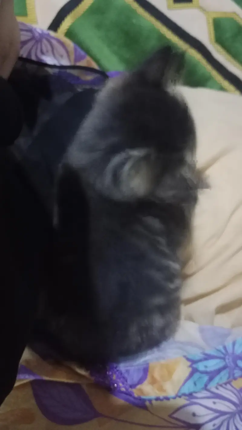 cute little Persian kitten in black and grey color — photo 3