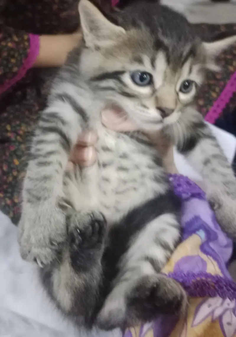 cute little Persian kitten in black and grey color — photo 4