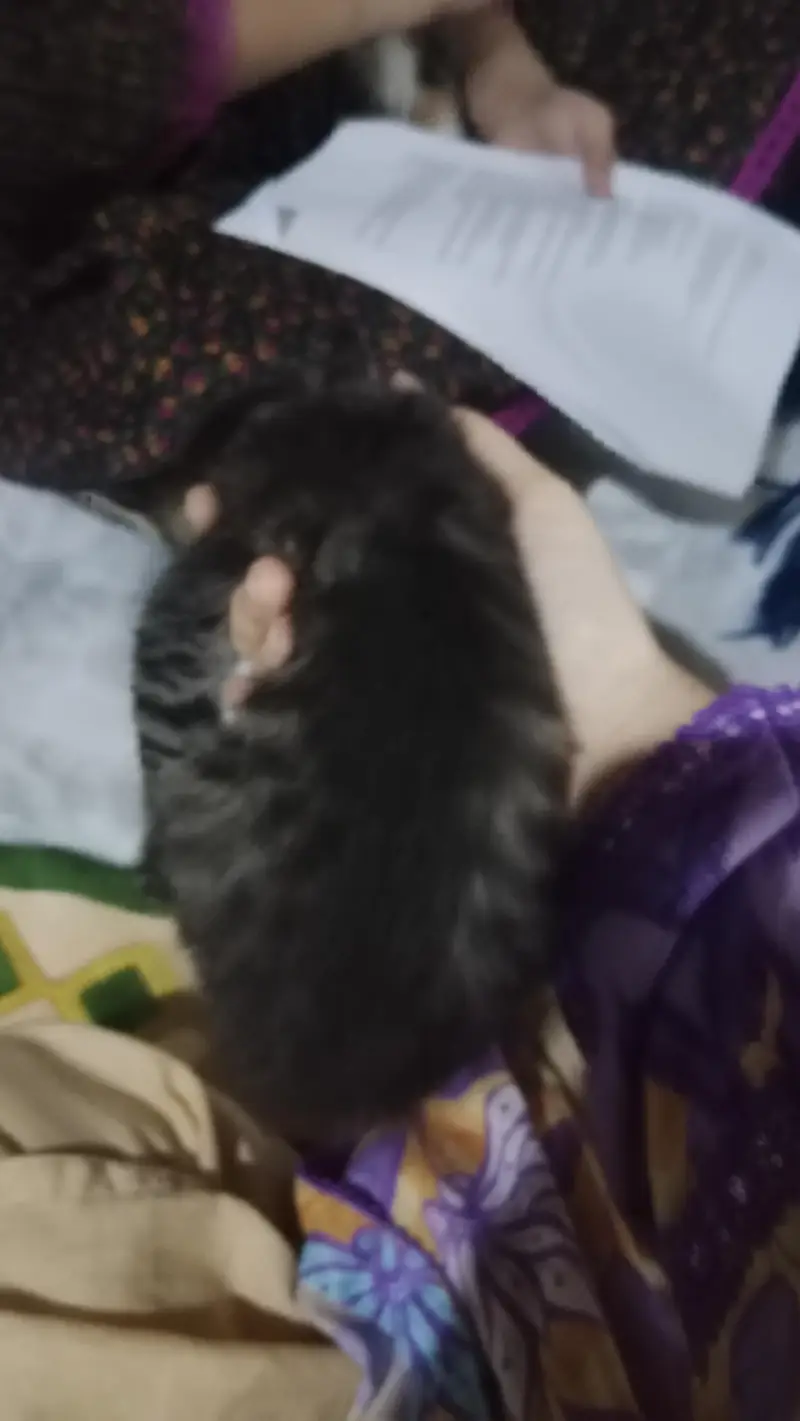 cute little Persian kitten in black and grey color — photo 5