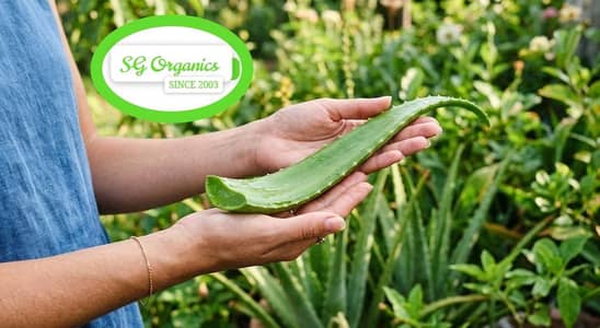 Fresh aloe vera leave (large )