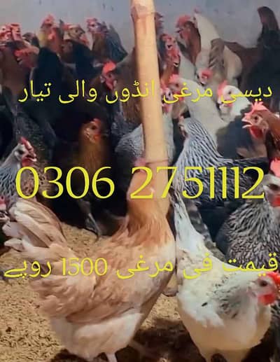 desi murghi ande wali for sale Hain