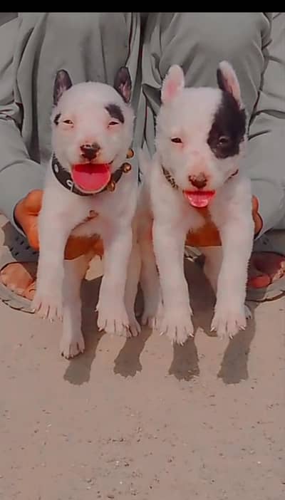 KAHOATI GULTAR PAIR FOR SALE / 2 MONTHS / GULTAR DOG PAIR FOR SALE