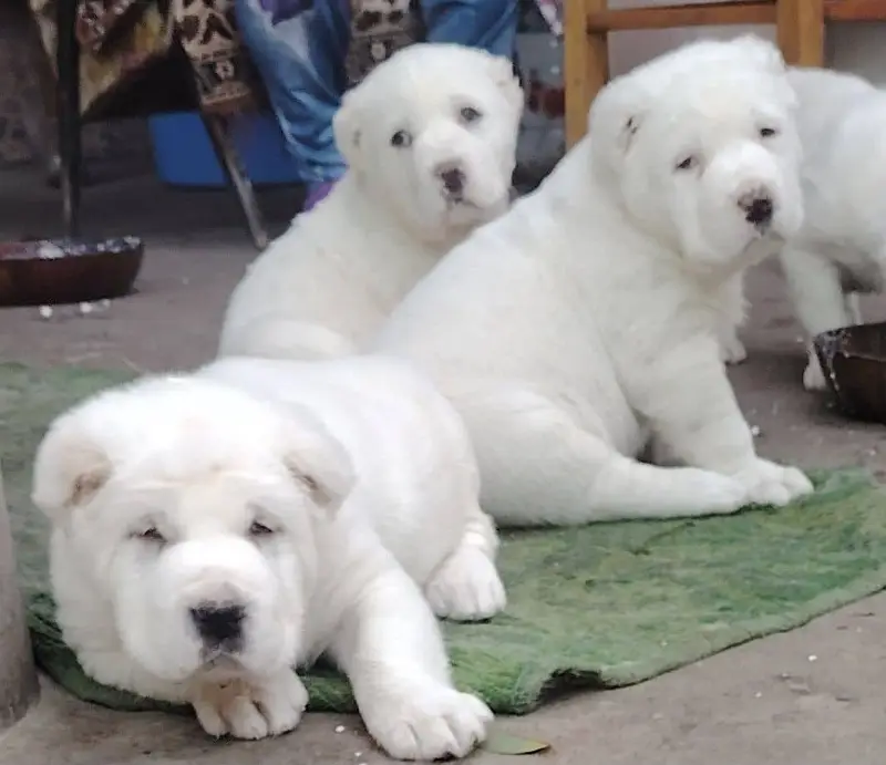 IMPORTED Alabai  PUPPY HIGH QUALITY AVAILABLE — photo 7