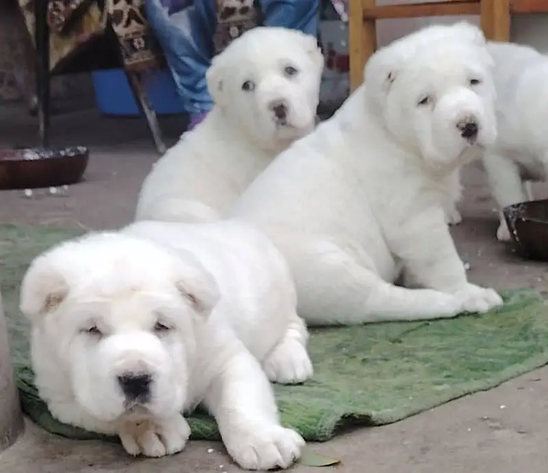 IMPORTED Alabai  PUPPY HIGH QUALITY AVAILABLE — photo 5