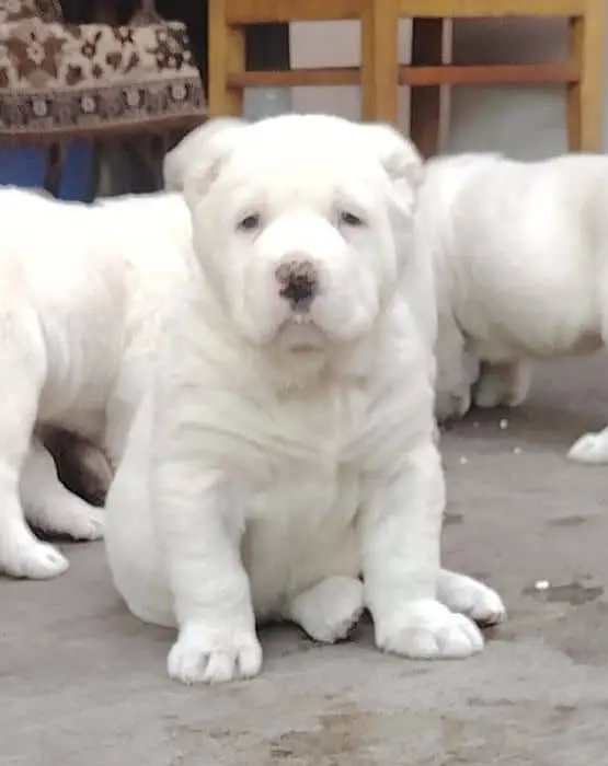 IMPORTED Alabai  PUPPY HIGH QUALITY AVAILABLE — photo 6