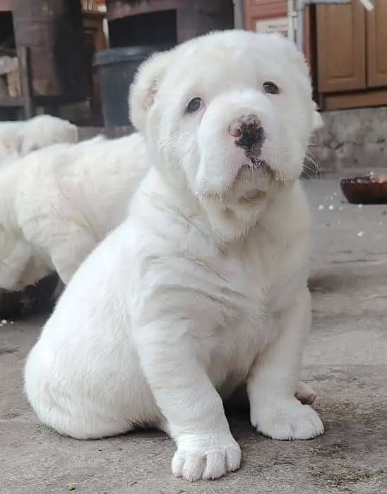 IMPORTED Alabai  PUPPY HIGH QUALITY AVAILABLE — photo 4