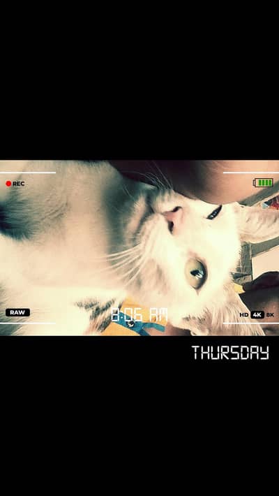 cute cat