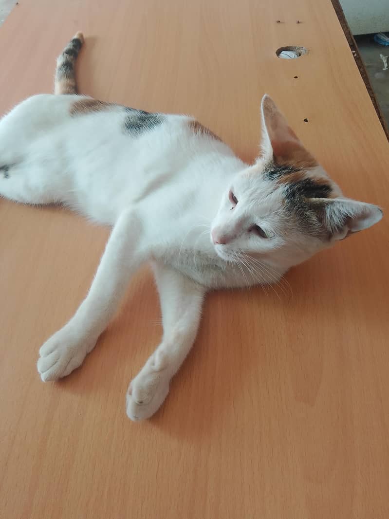 cute cat 1