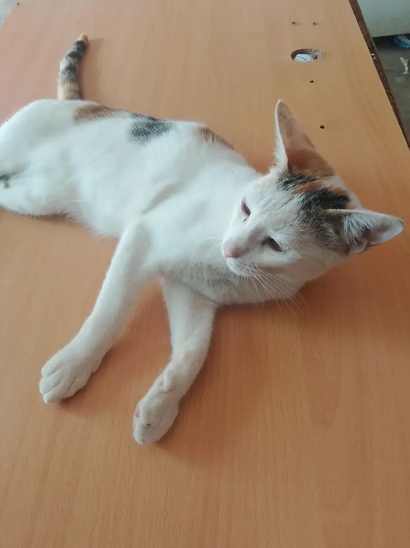 cute cat — photo 2