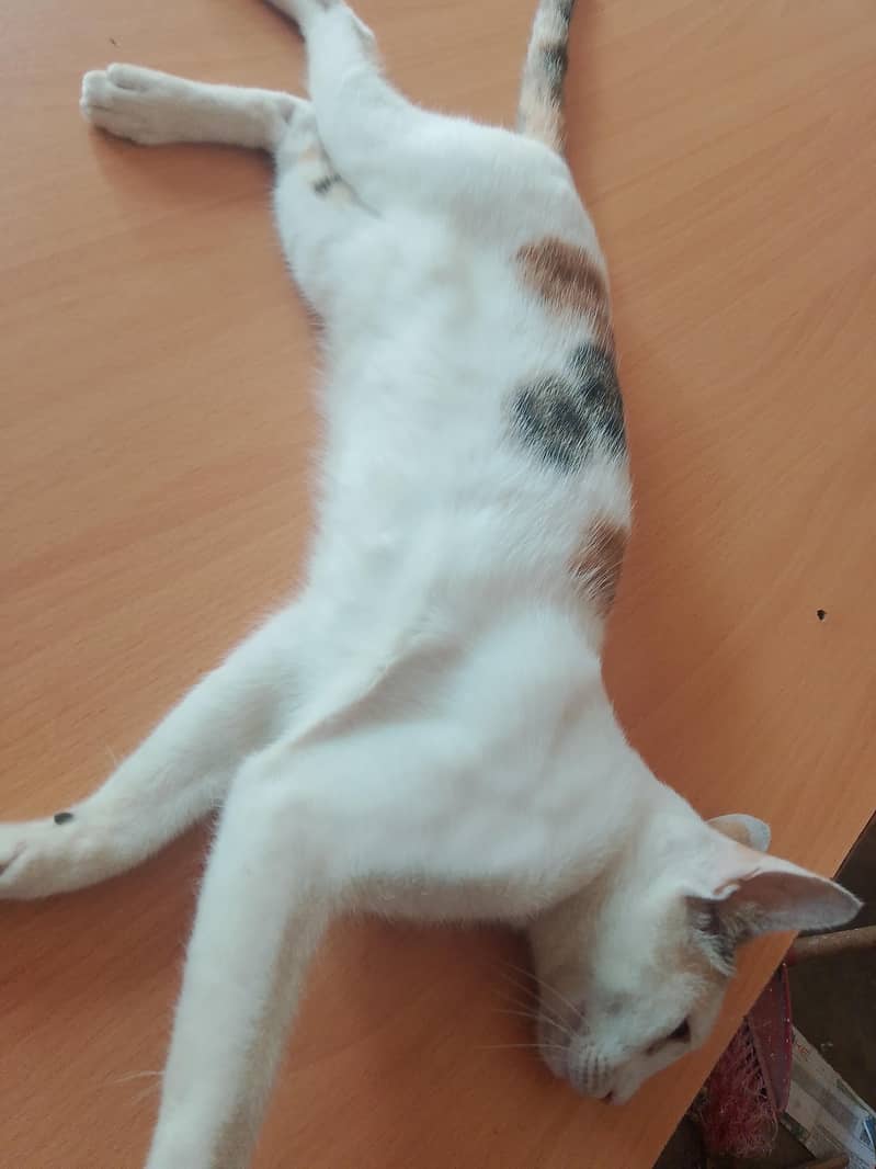 cute cat 2