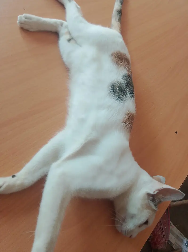cute cat — photo 3