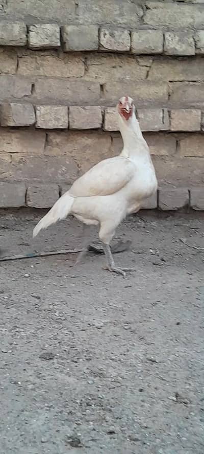 Aseel hens