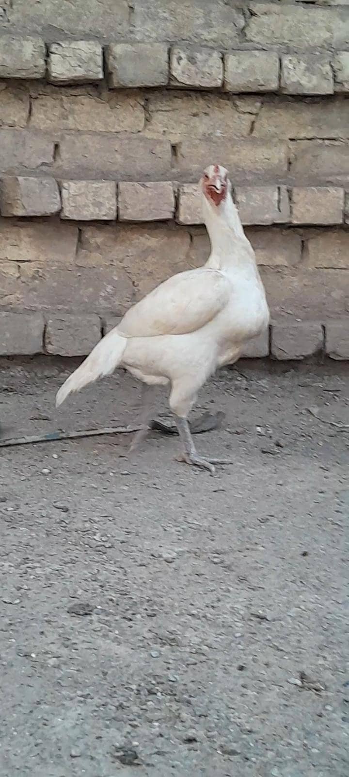 Aseel hens 0