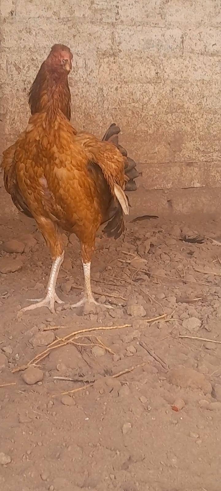 Aseel hens 1