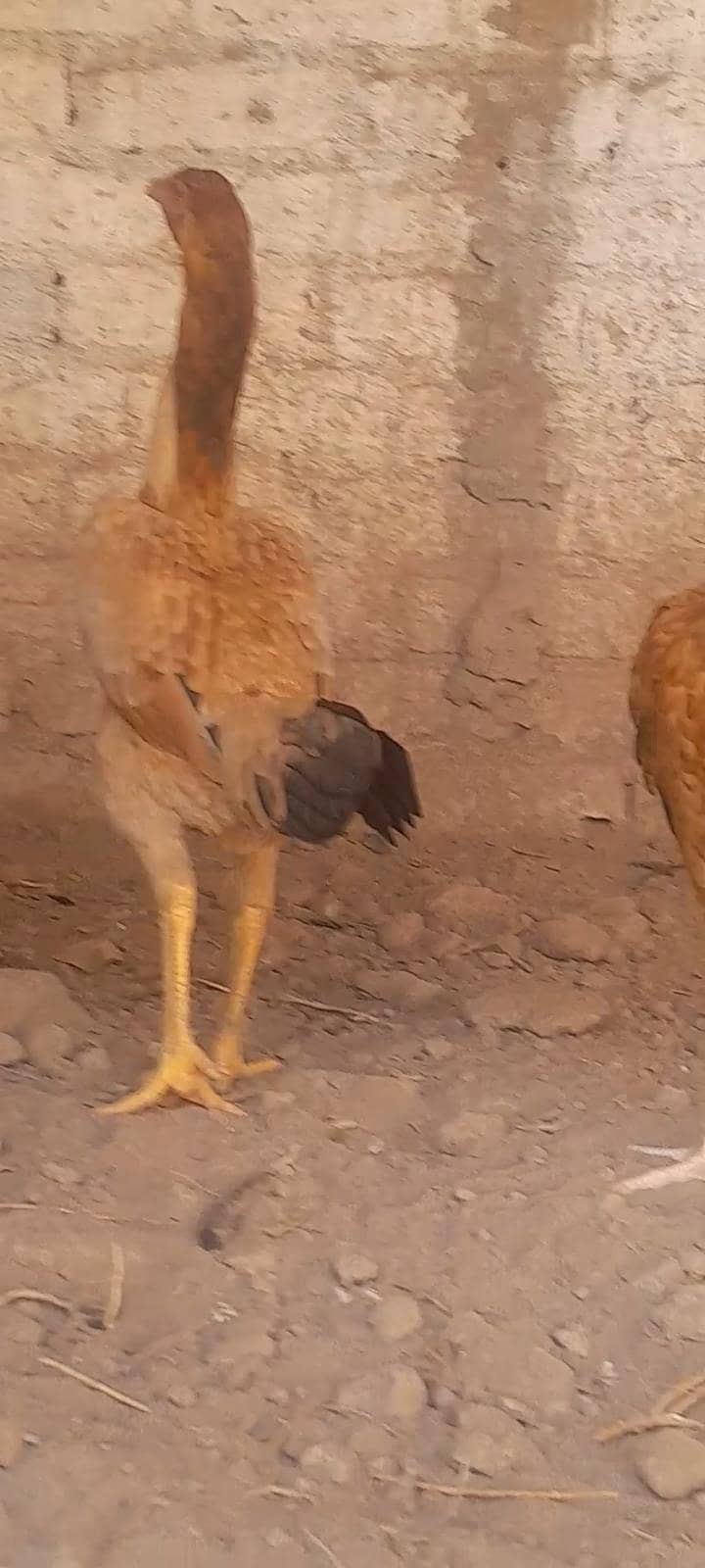 Aseel hens 2