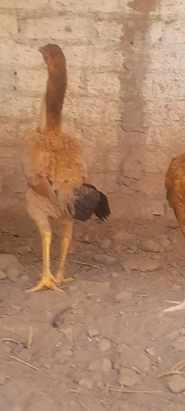 Aseel hens — photo 3