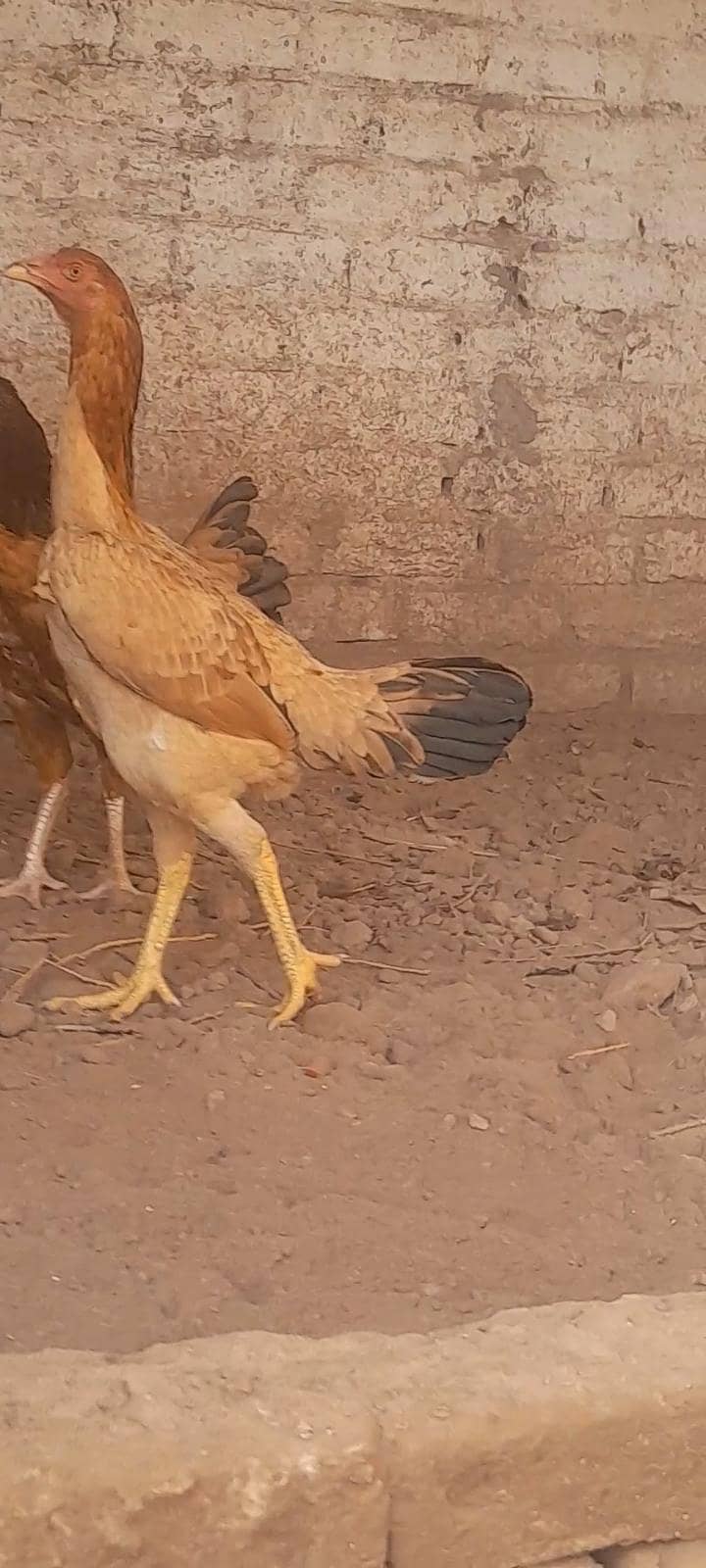 Aseel hens 3