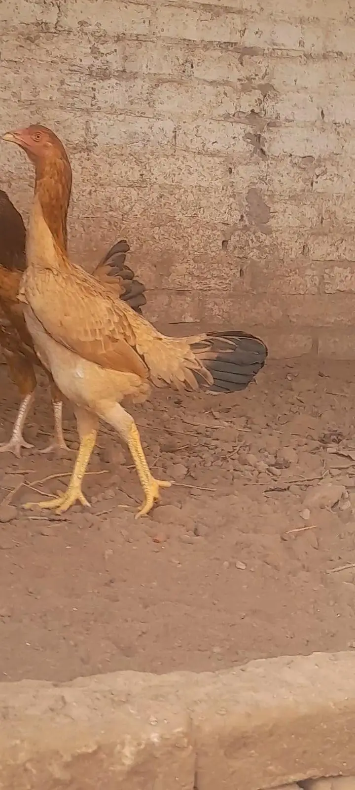 Aseel hens — photo 4