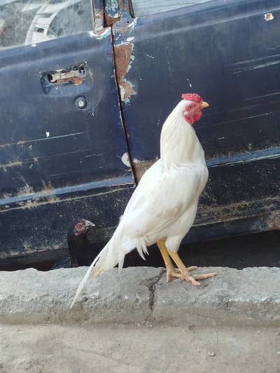 aseel pair for sale contact number 03099288267