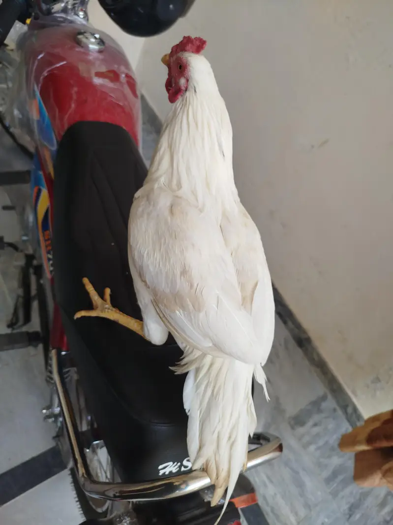 aseel pair for sale contact number 03099288267 — photo 2