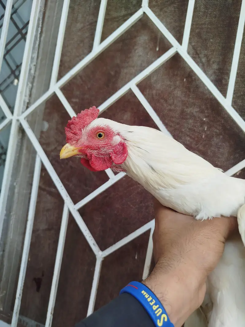 aseel pair for sale contact number 03099288267 — photo 3