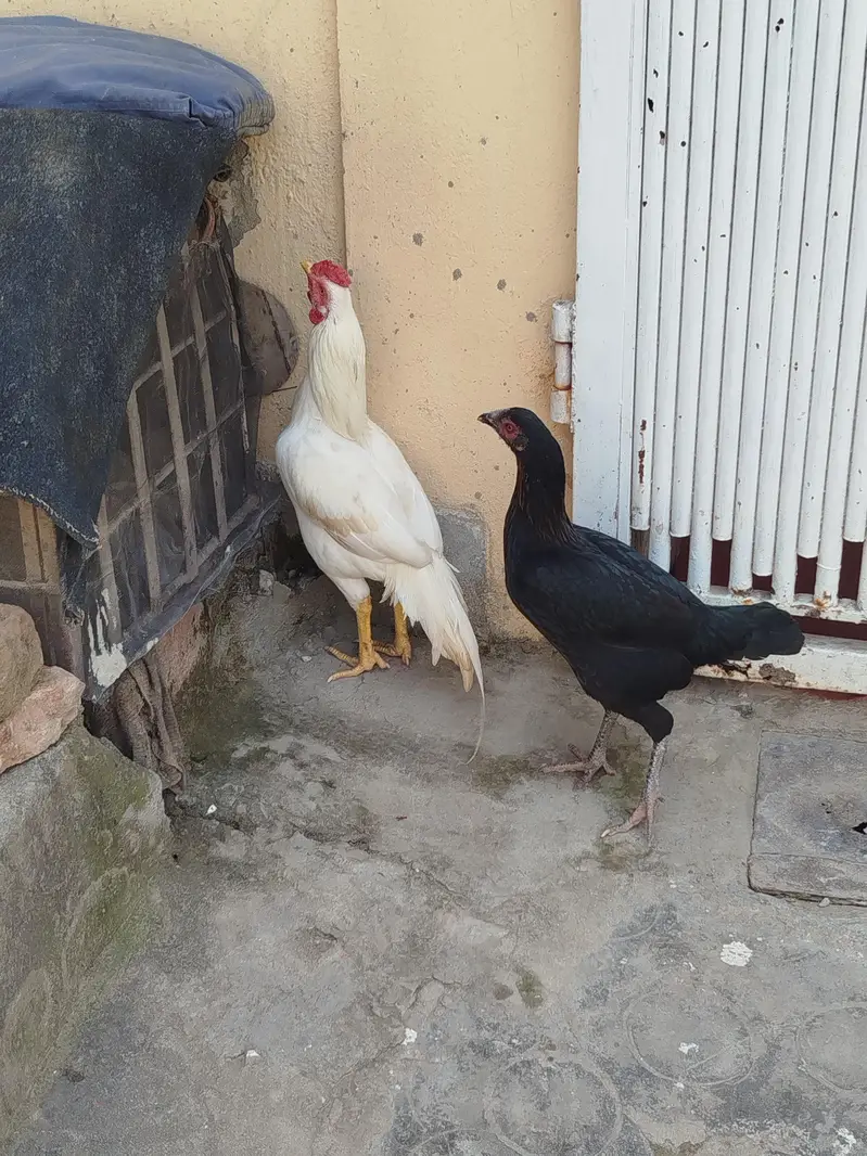 aseel pair for sale contact number 03099288267 — photo 4