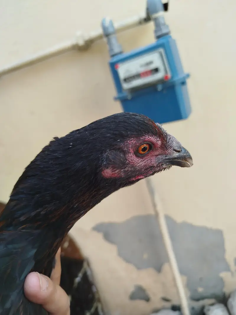 aseel pair for sale contact number 03099288267 — photo 5