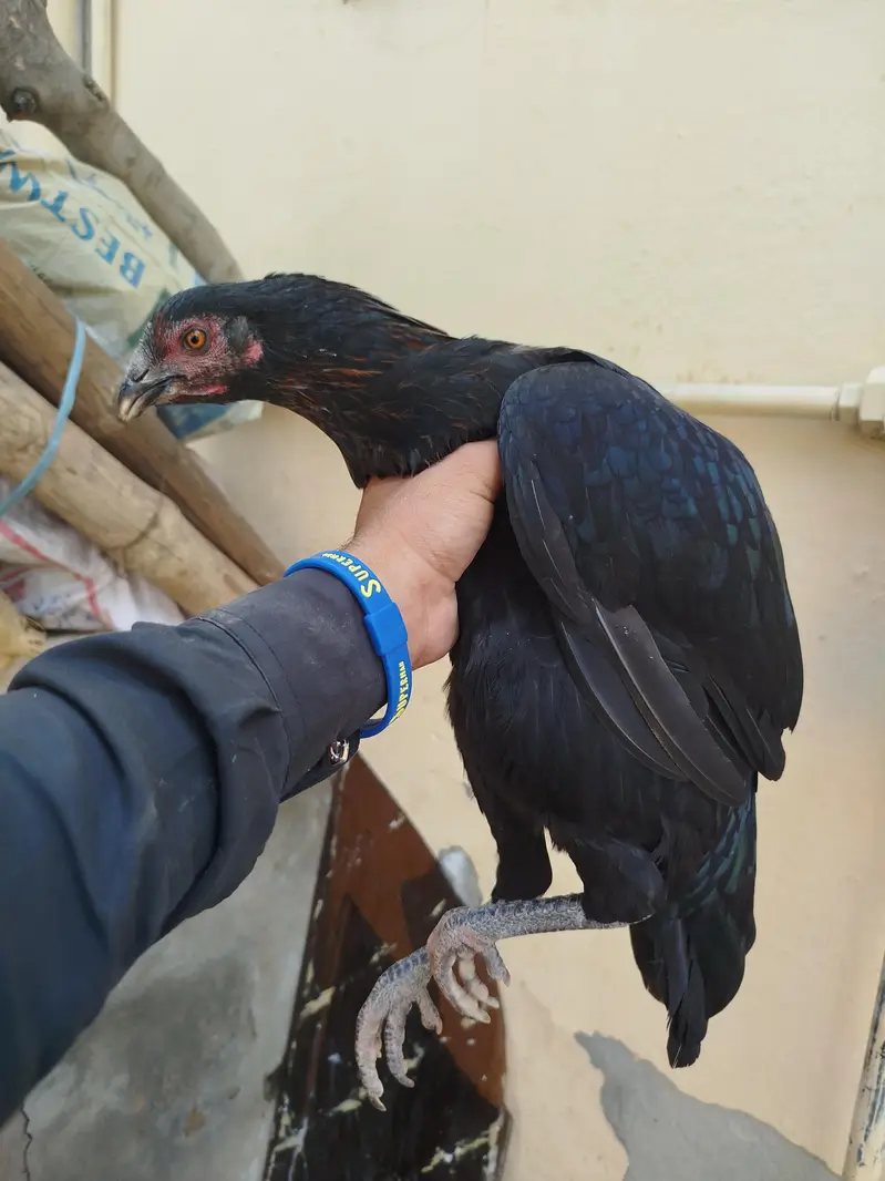 aseel pair for sale contact number 03099288267 — photo 6