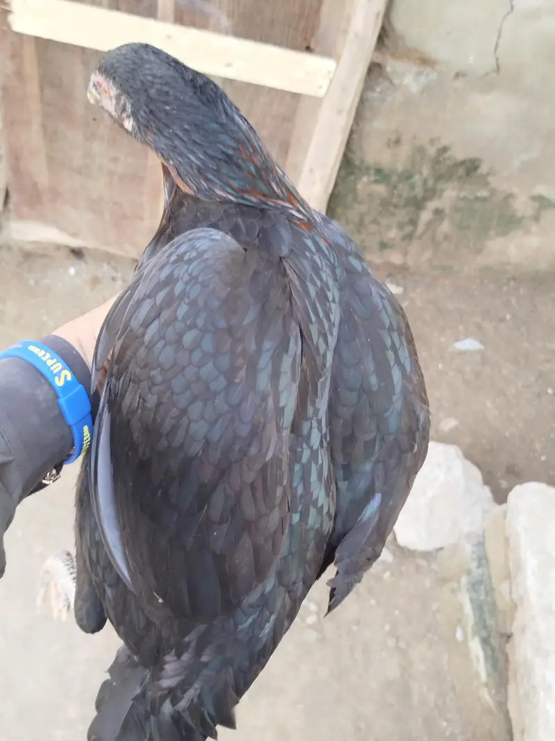 aseel pair for sale contact number 03099288267 — photo 7