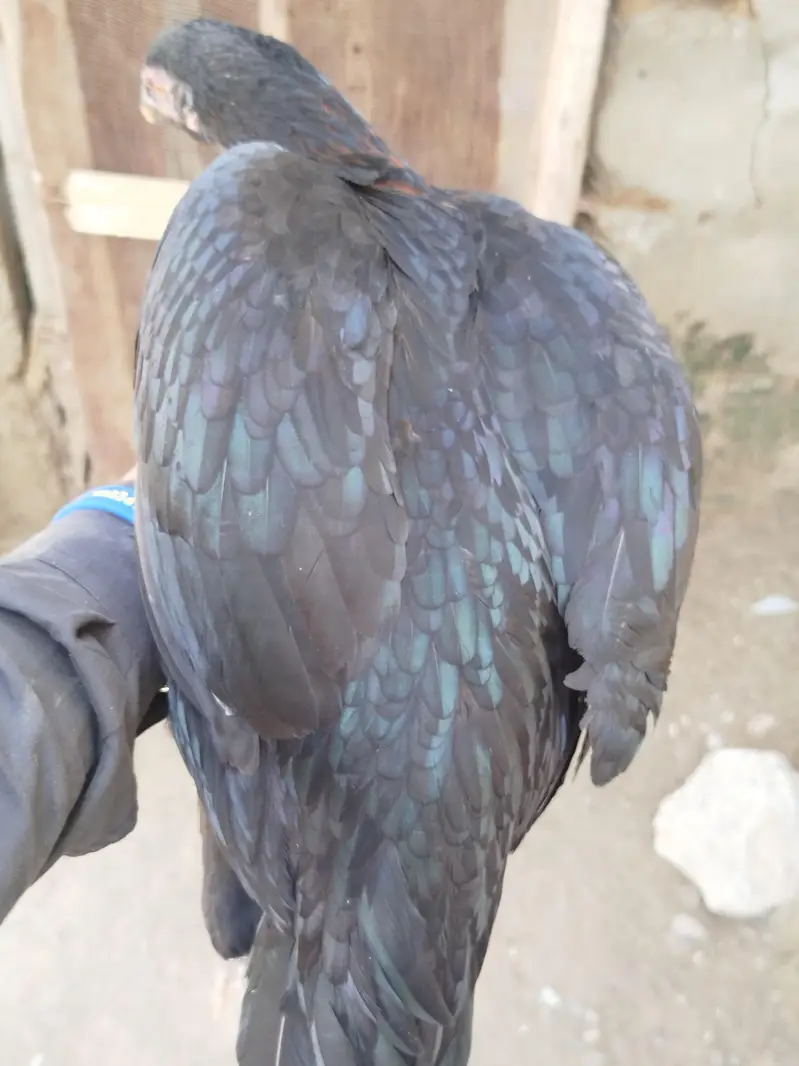 aseel pair for sale contact number 03099288267 — photo 8