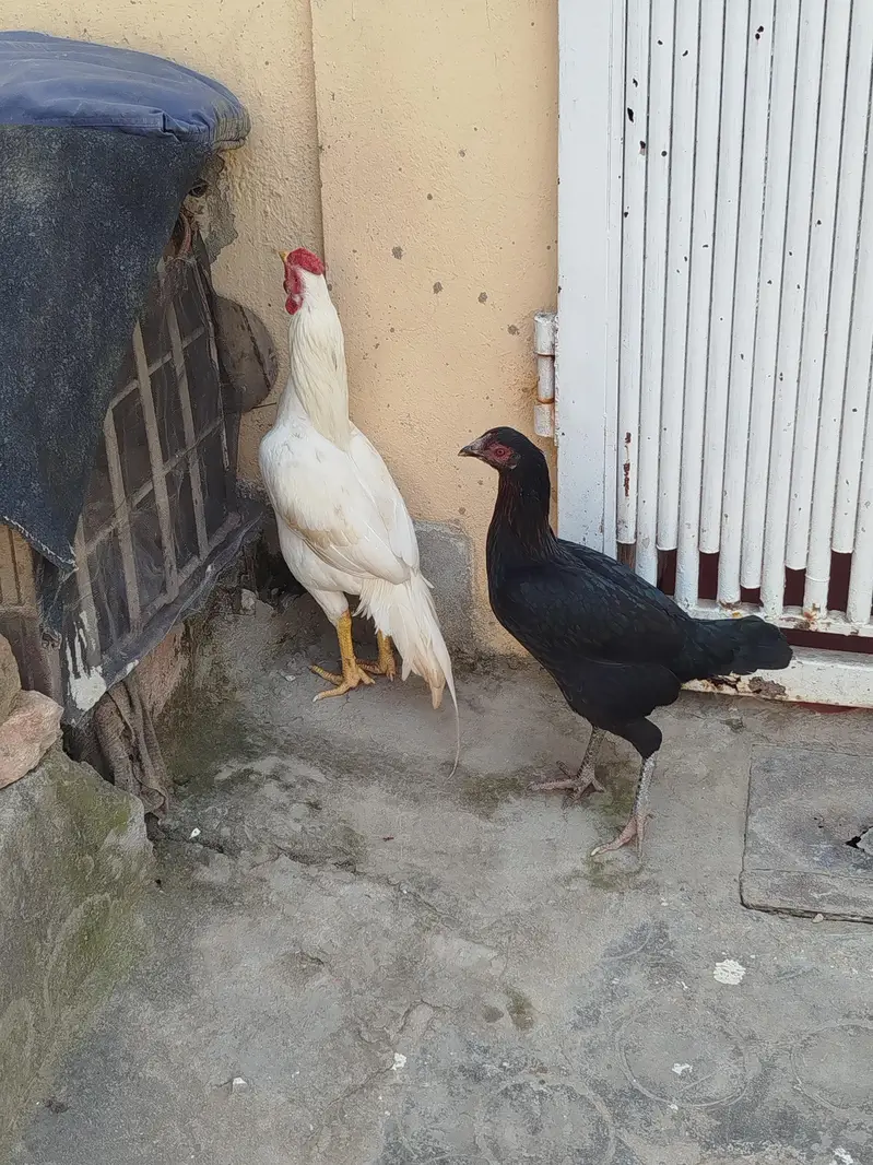 aseel pair for sale contact number 03099288267 — photo 9