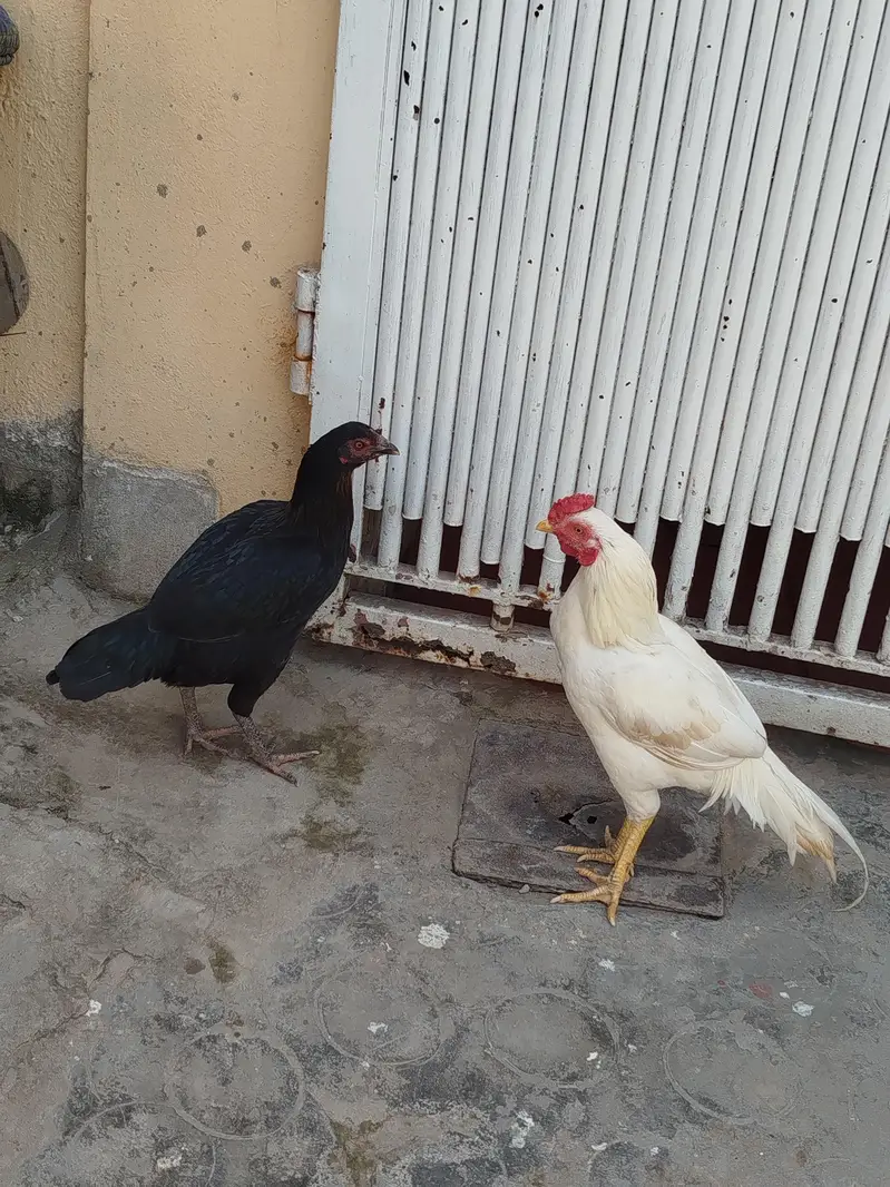 aseel pair for sale contact number 03099288267 — photo 10