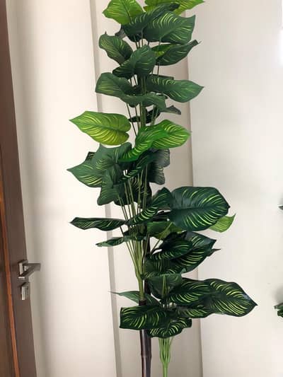 home planters