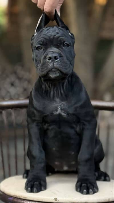 IMPORTED CANE CORSO PUPPY HIGH QUALITY AVAILABLE