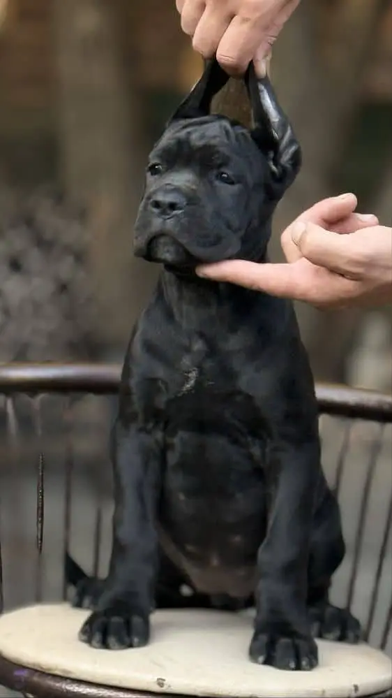 IMPORTED CANE CORSO PUPPY HIGH QUALITY AVAILABLE — photo 2