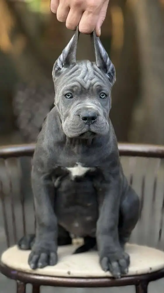 IMPORTED CANE CORSO PUPPY HIGH QUALITY AVAILABLE — photo 3