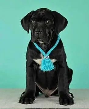 IMPORTED CANE CORSO PUPPY HIGH QUALITY AVAILABLE — photo 4