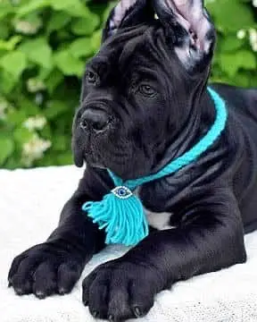 IMPORTED CANE CORSO PUPPY HIGH QUALITY AVAILABLE — photo 6
