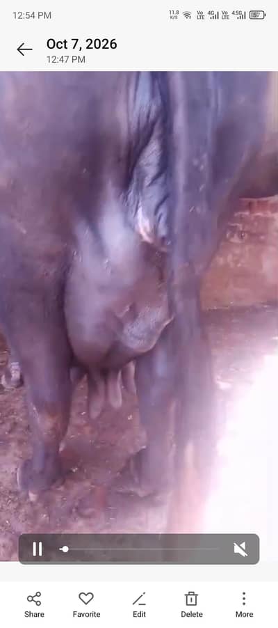Fresh Sui Hoi Nili Ravi Buffalo with Female Calf