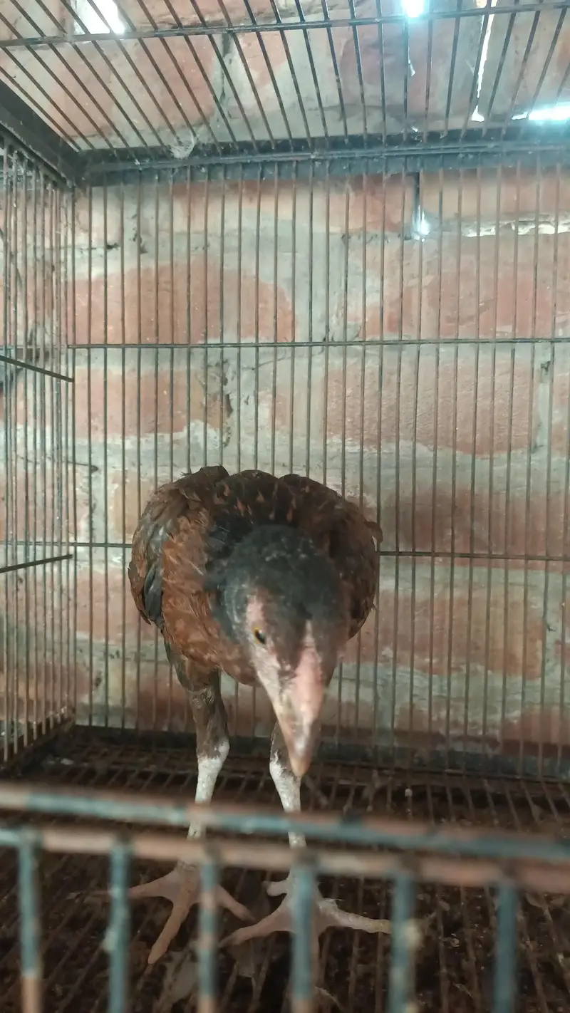 Pakistani Aseel patha pathi — photo 2